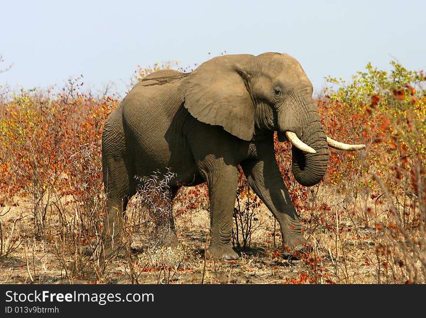 African bull elephant in the colourful winter bush on a sunny bright day. Kruger National Park, South Africa. African bull elephant in the colourful winter bush on a sunny bright day. Kruger National Park, South Africa.