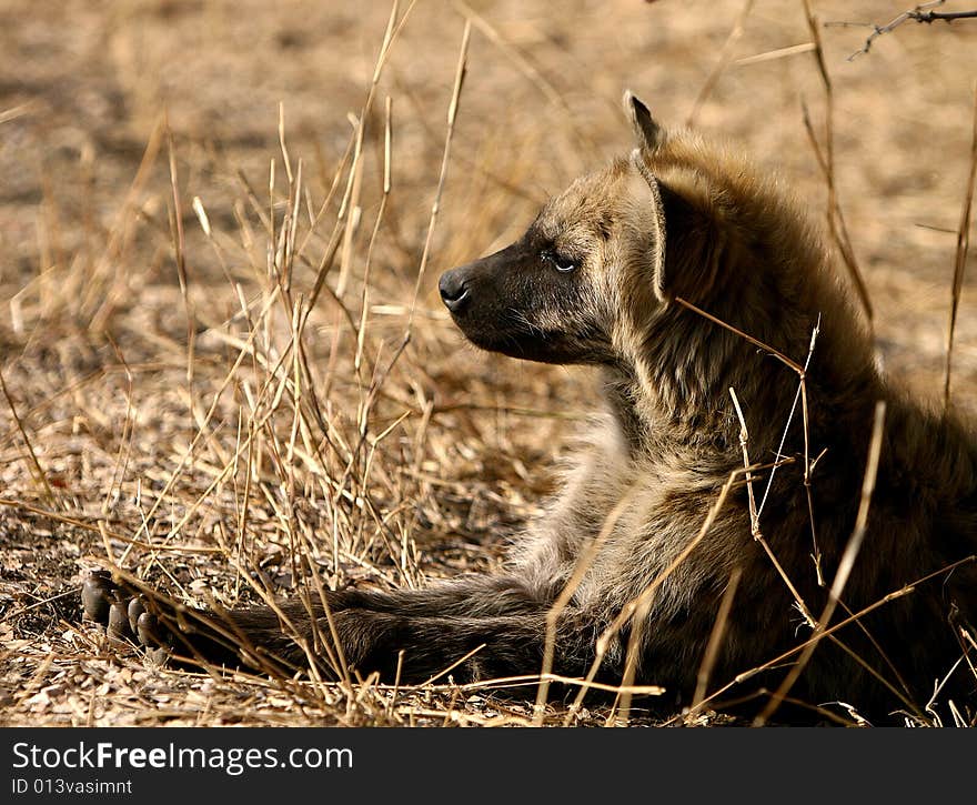 African hyena in Kruger National Park in South Africa.
