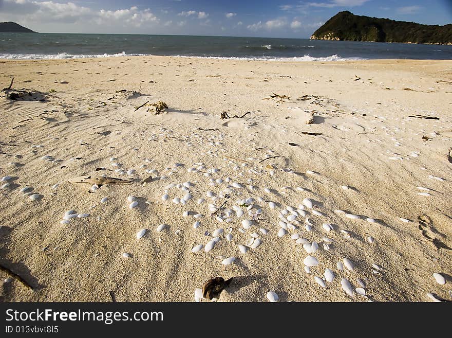 Shells At Abel Tasman Nationalpark