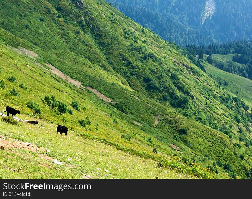 Cows at the flank of Caucasus mountains