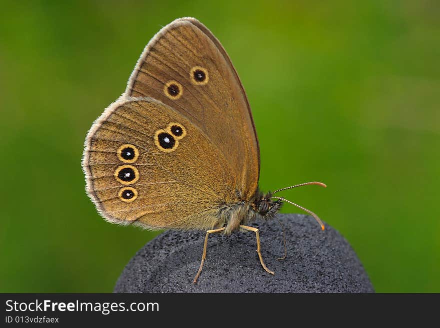 Butterfly butterfly butterfly in poland