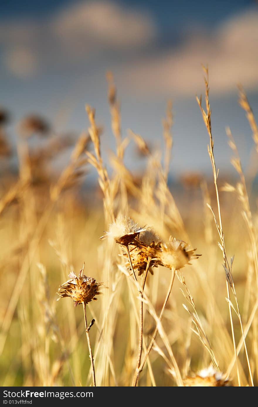 Close-up view of dry reeds over a cloudy sky.