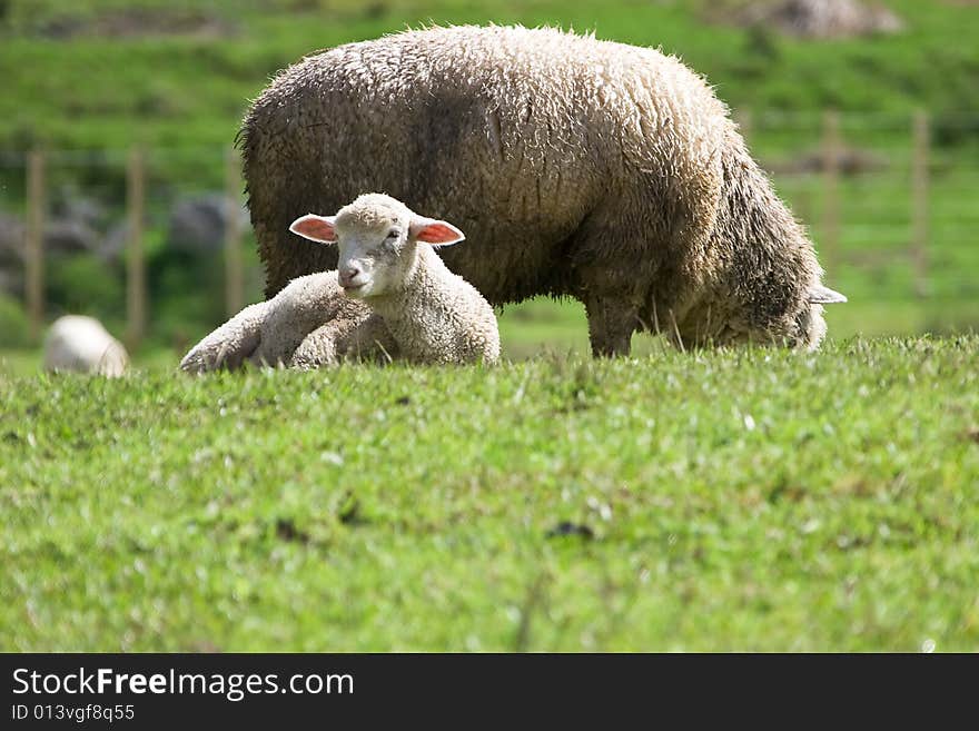 It shows a lamp and a Sheep on the green hills of New Zealand. It shows a lamp and a Sheep on the green hills of New Zealand.