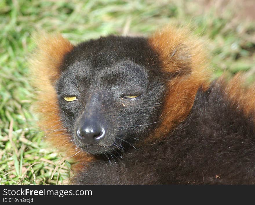 The Red Ruffed Lemur from Madagascar dozing. The Red Ruffed Lemur from Madagascar dozing.