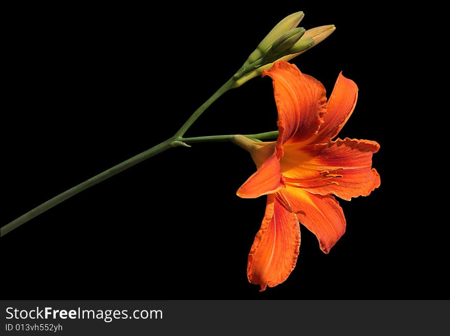 Orange lily isolated on white