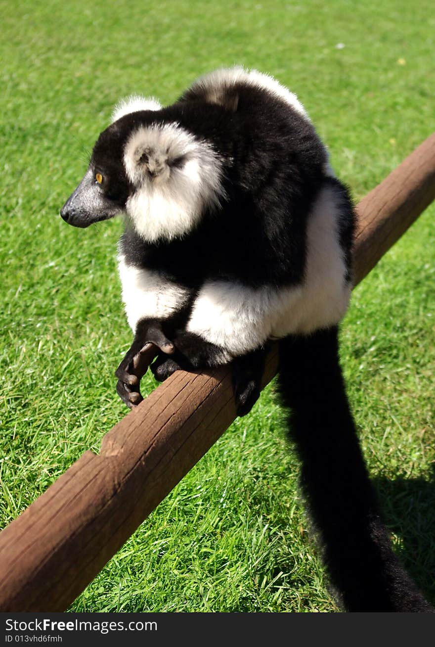 Teh Black and White Ruffed Lemur from Madagascar sitting on fence.