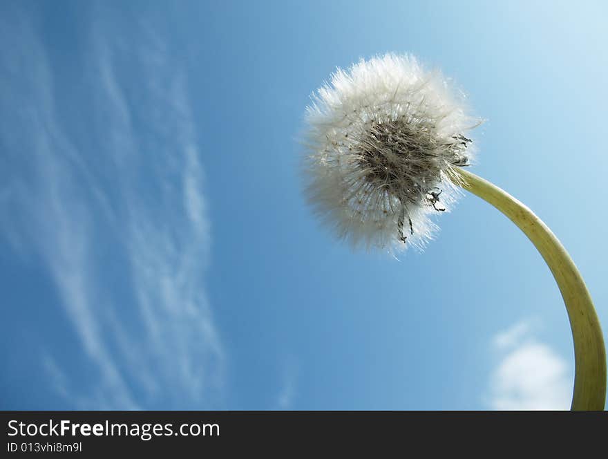 Dendelion on sky with clouds. Dendelion on sky with clouds