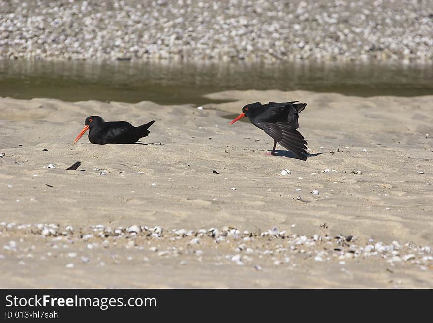 It shows a couple of two black birds on a lake.