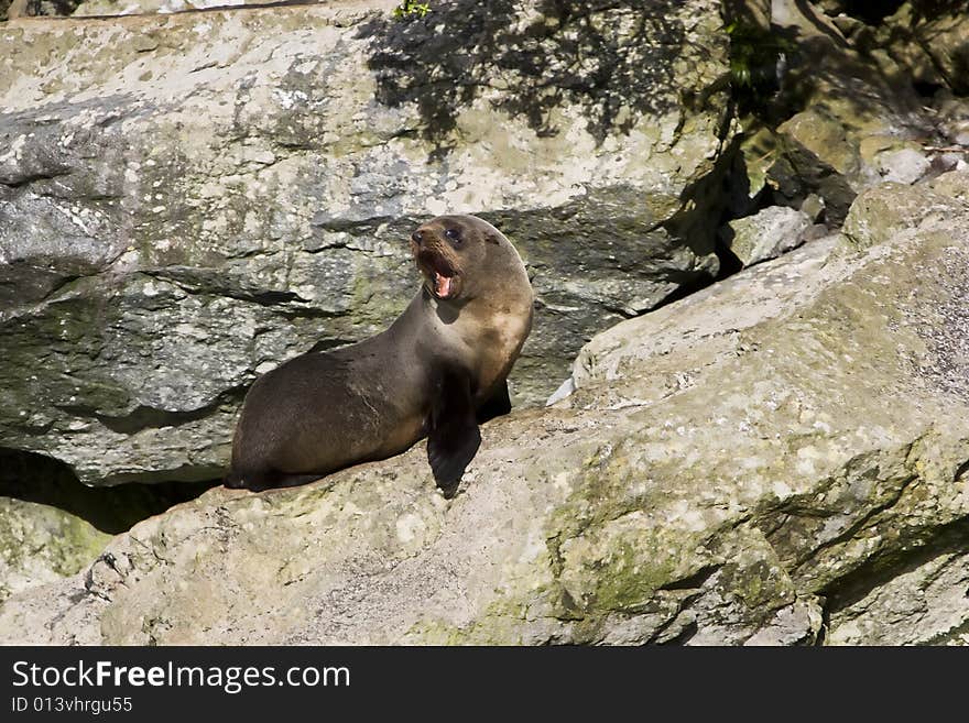 It shows a seal on the beach of New Zeland