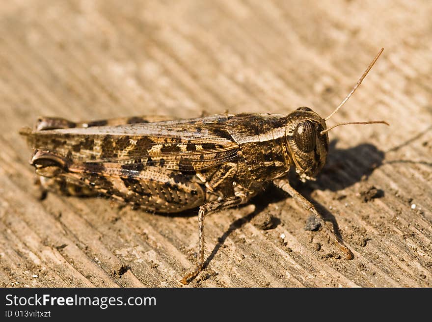 Grasshopper sitting on a board