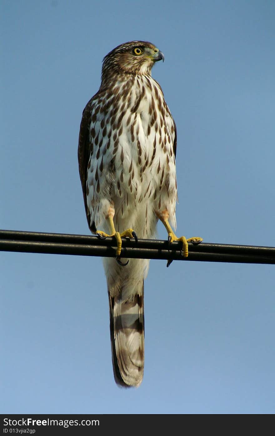 A beautiful falcon on top of a electric cable whith a blue sky. A beautiful falcon on top of a electric cable whith a blue sky.