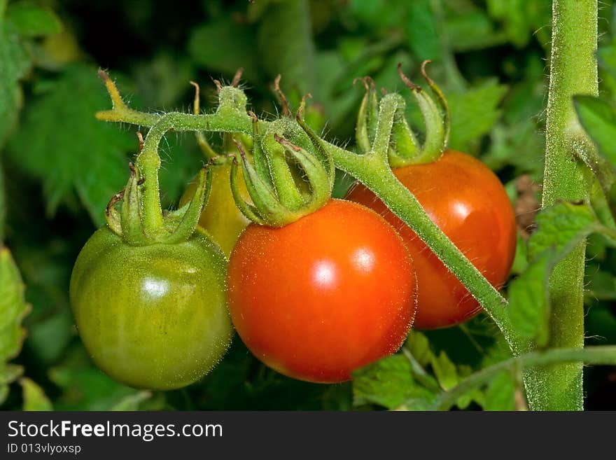 Fresh tomatoes on the branch. Fresh tomatoes on the branch