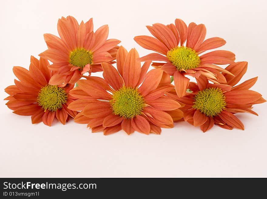 Five Orange Daisies On White