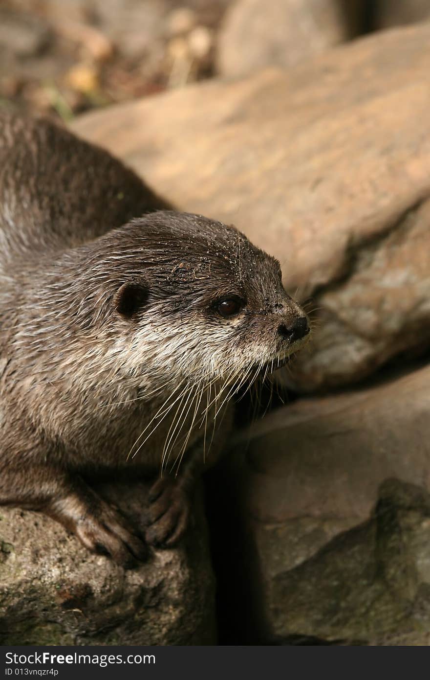 Otter