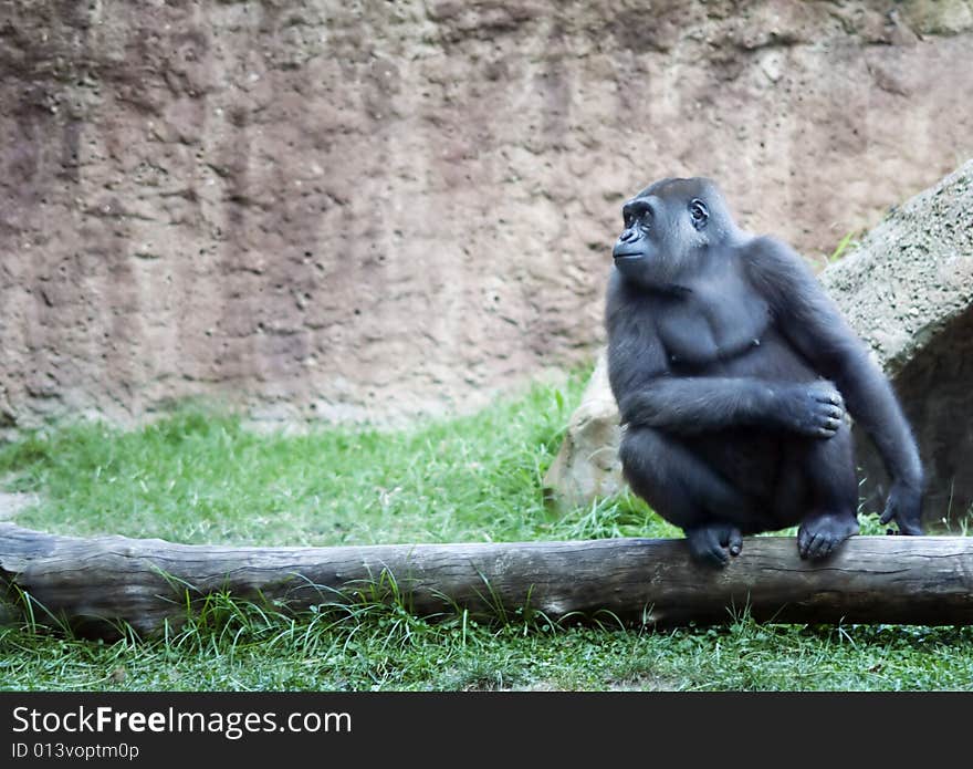 Female Gorilla On Log