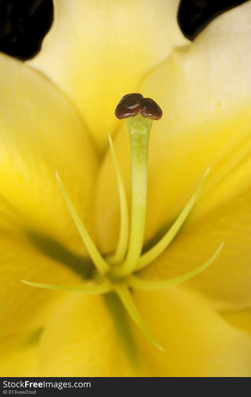 Close-up of a lily's pistil. Close-up of a lily's pistil