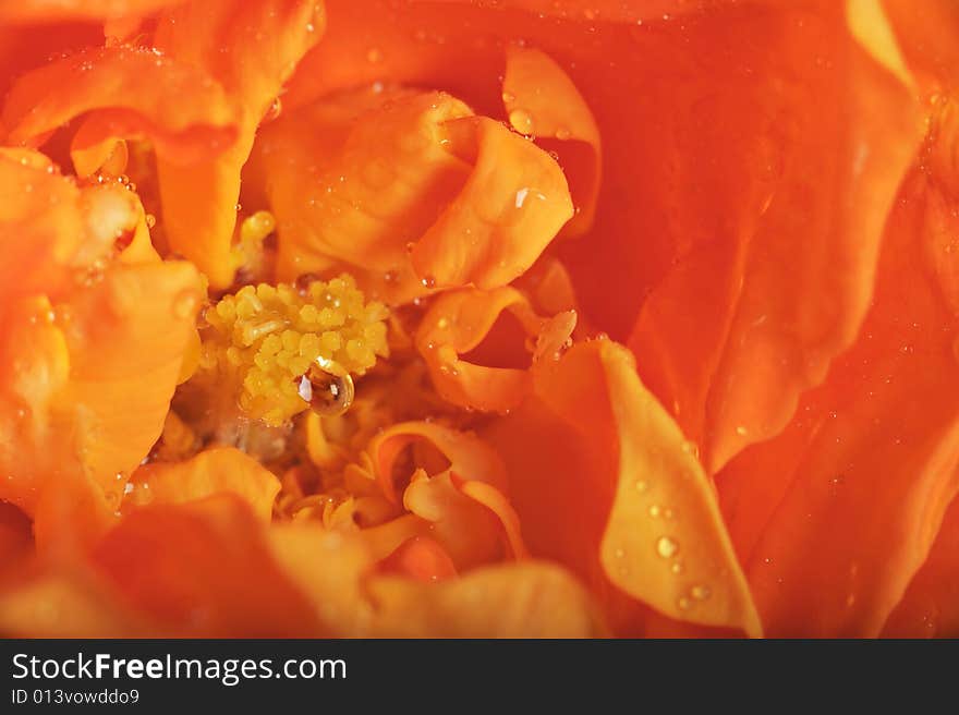 Close-up of a beautiful rose with water drops