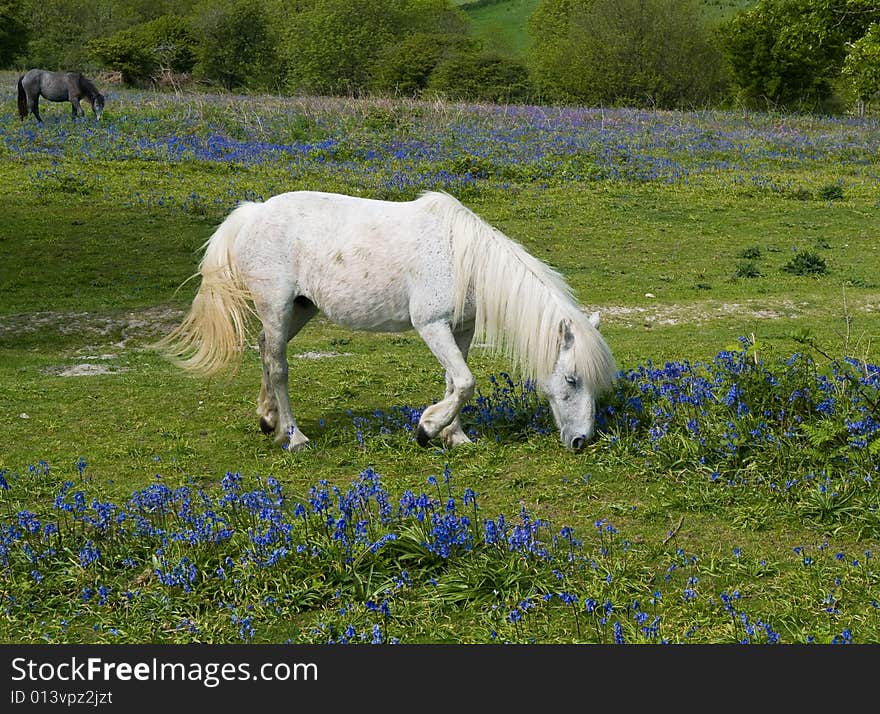 Horse and bluebells