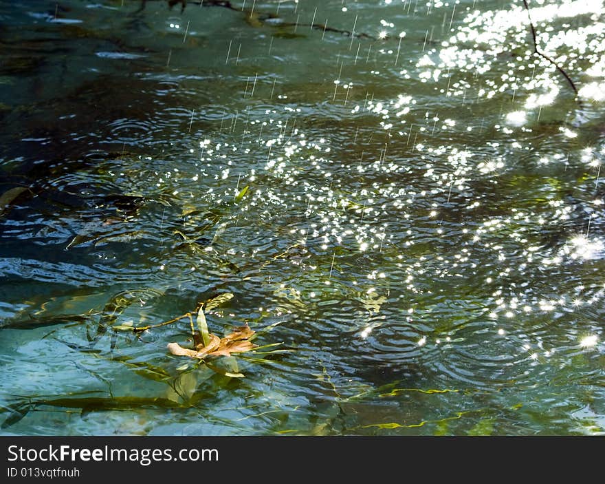 Plants under water, and raindrops keep falling on a beautiful day. Plants under water, and raindrops keep falling on a beautiful day