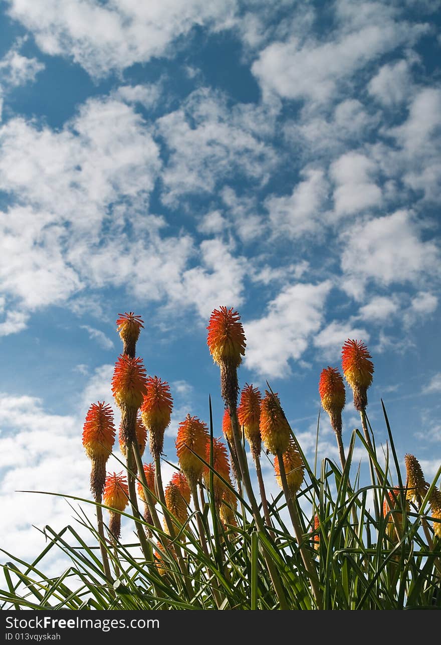 Red hot pokers