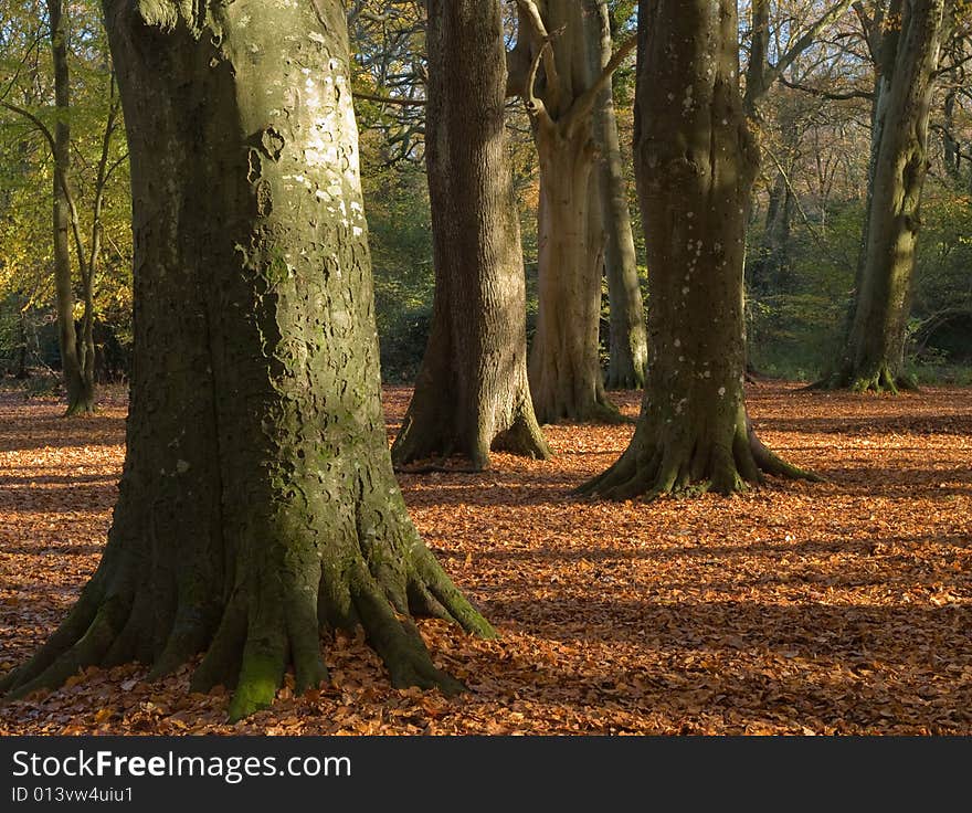 Autumn forest scene