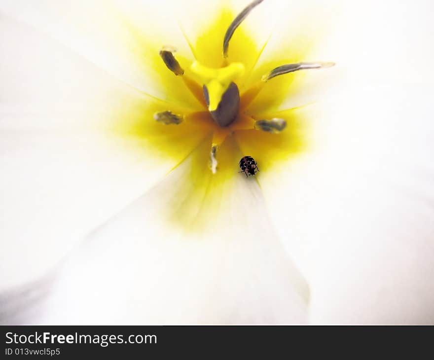 Beetle, a pestle and stamens of a white tulip. Beetle, a pestle and stamens of a white tulip