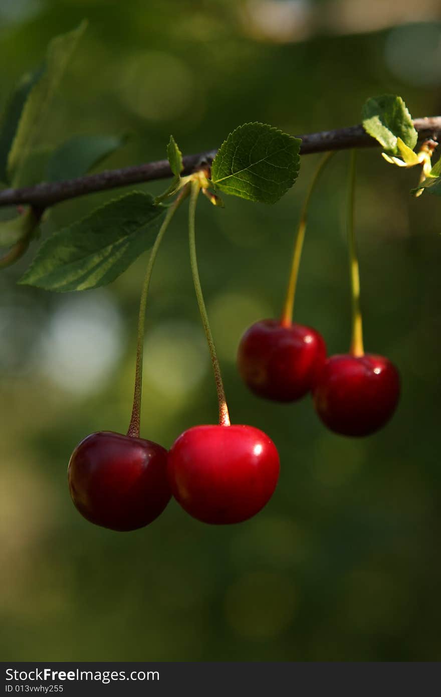 Cherry brunch with red cherries