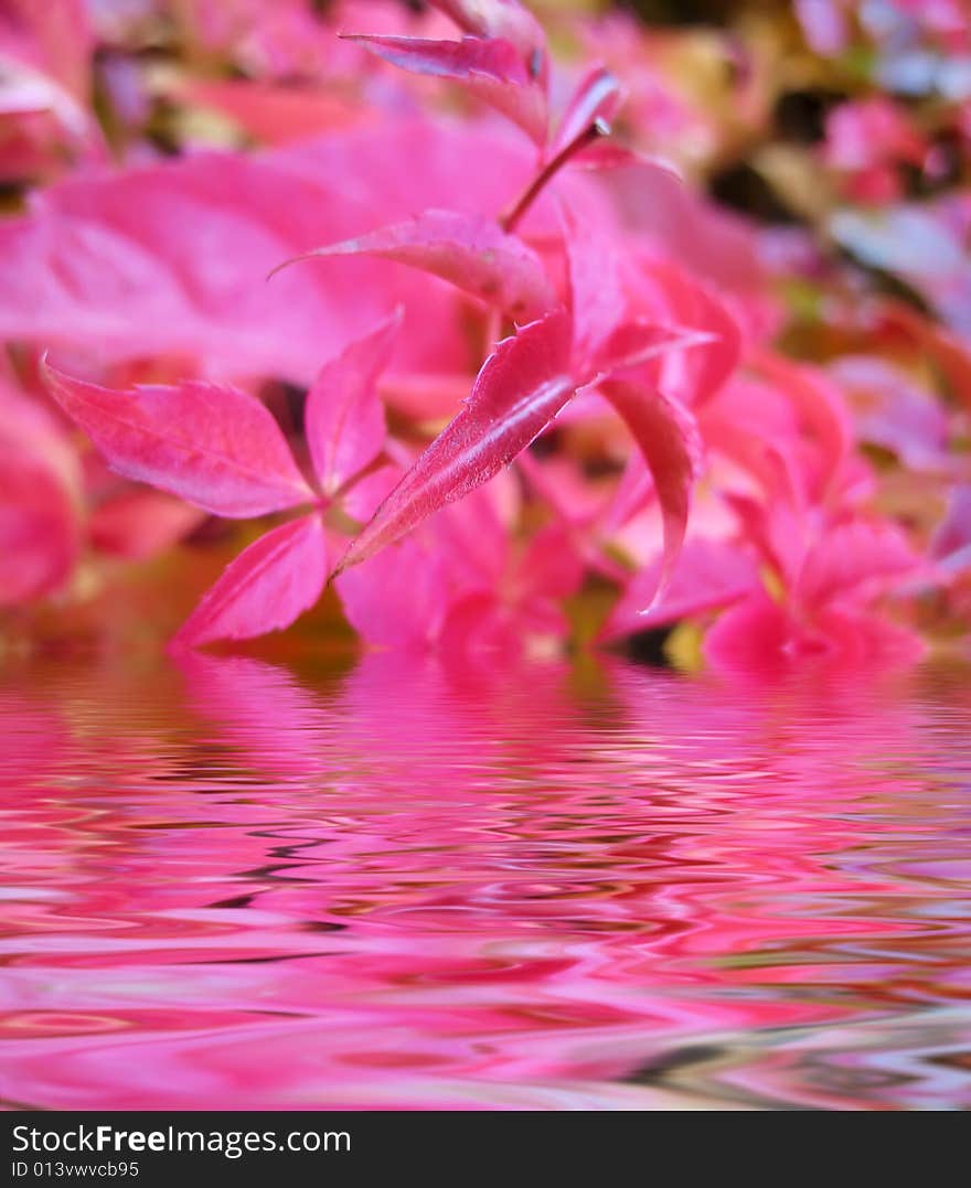 Autumn leaves reflected in water