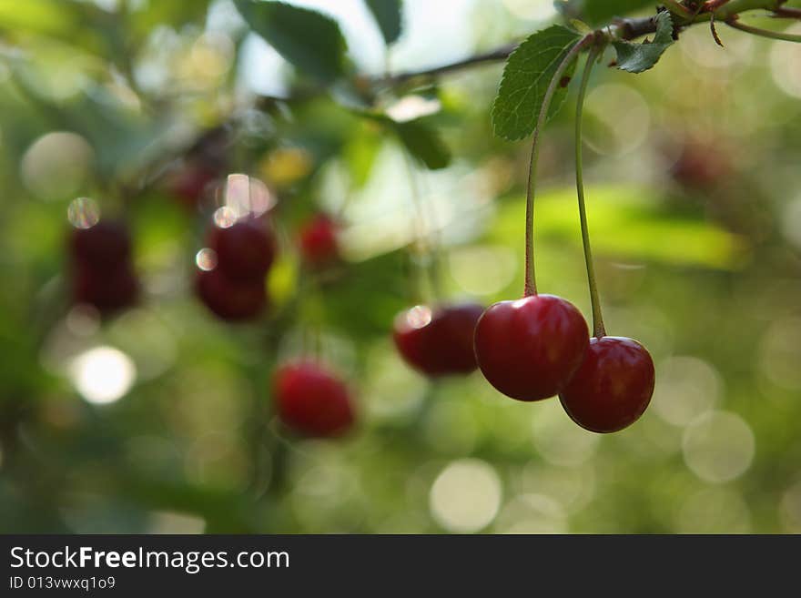 Cherry brunch with red cherries