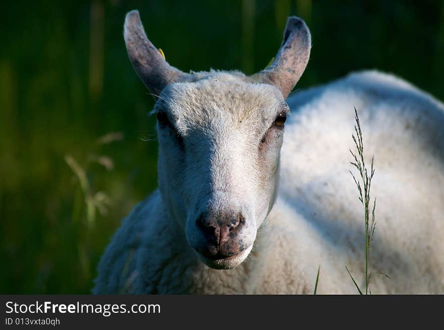 Sheep face