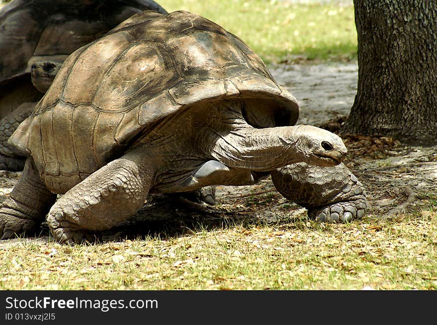 You can fiend this beautiful creature in the Galapagos isles they get to live more the 200 yrs. You can fiend this beautiful creature in the Galapagos isles they get to live more the 200 yrs.