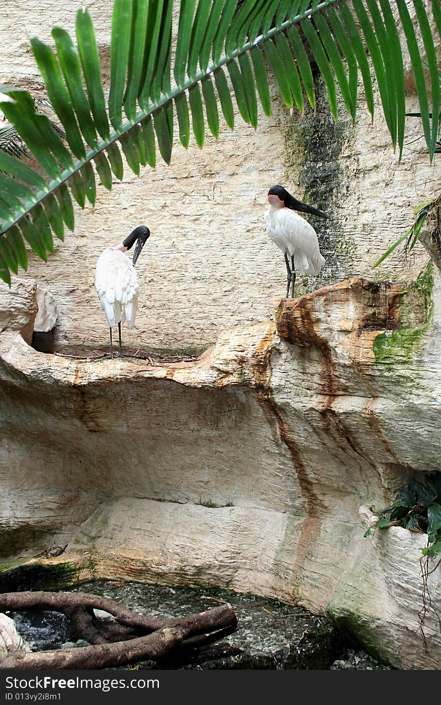 Two black and white birds relax on the ledge where their nest is. Two black and white birds relax on the ledge where their nest is.