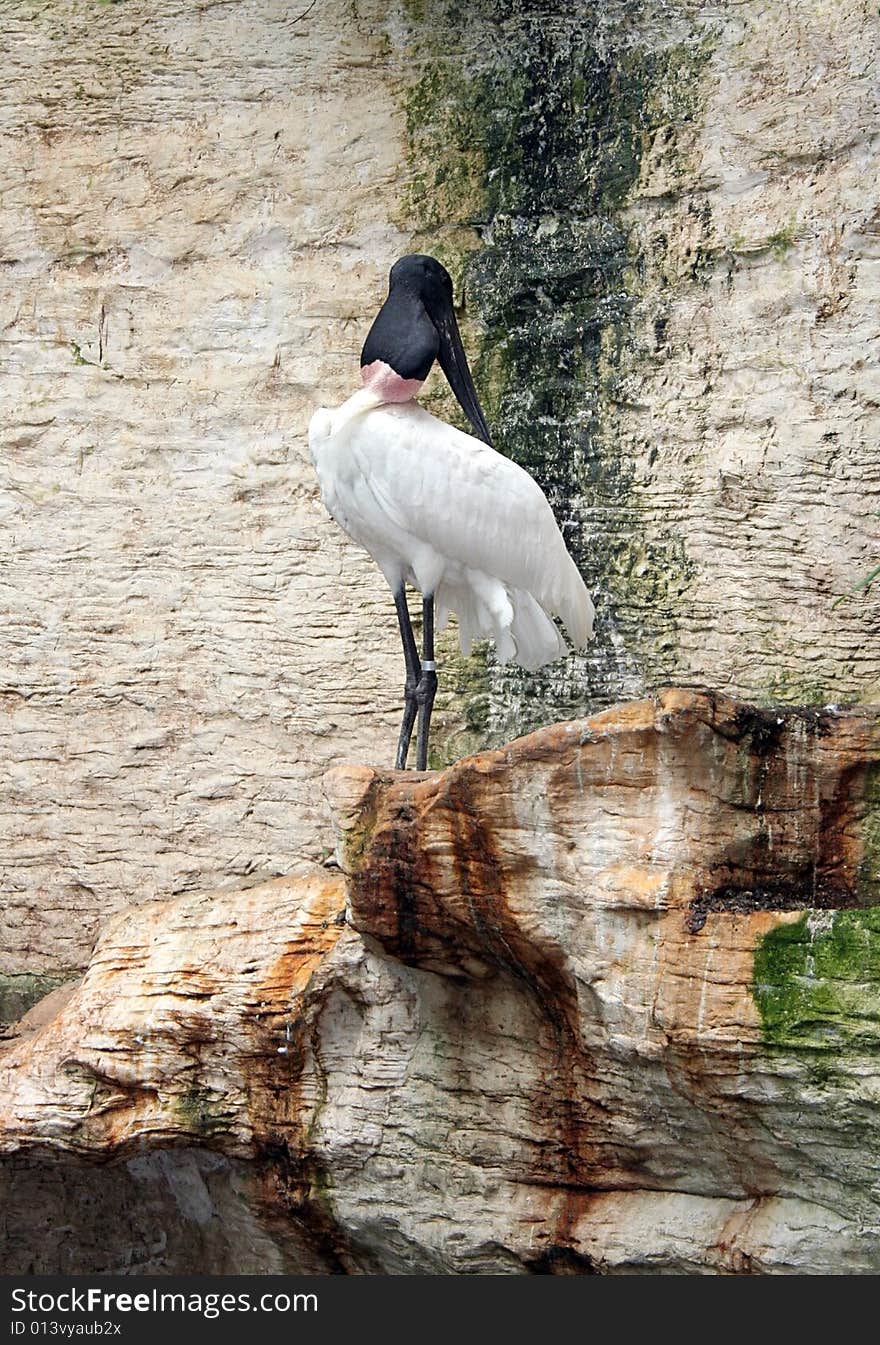 A black and white bird relaxes on the ledge where its nest is. A black and white bird relaxes on the ledge where its nest is.