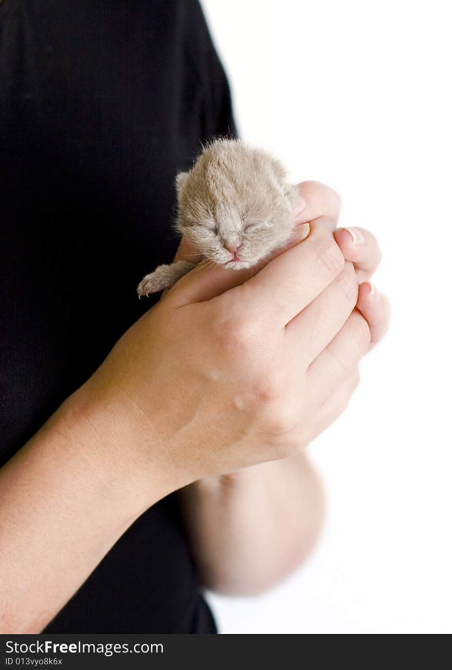 Very small kitty (3 days) in human hands. Very small kitty (3 days) in human hands.