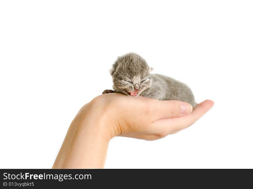 Very small kitty (3 days) in hand. Miaows. Very small kitty (3 days) in hand. Miaows.