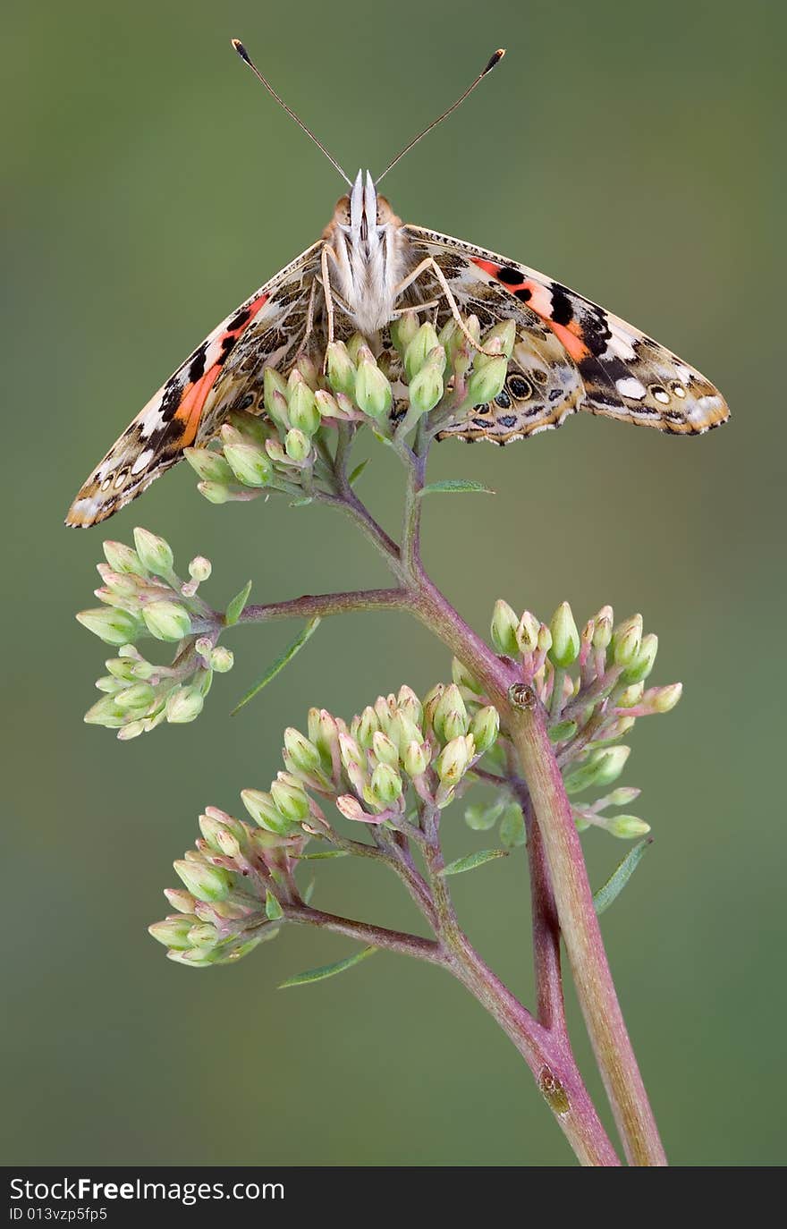 Underside of painted lady butterfly