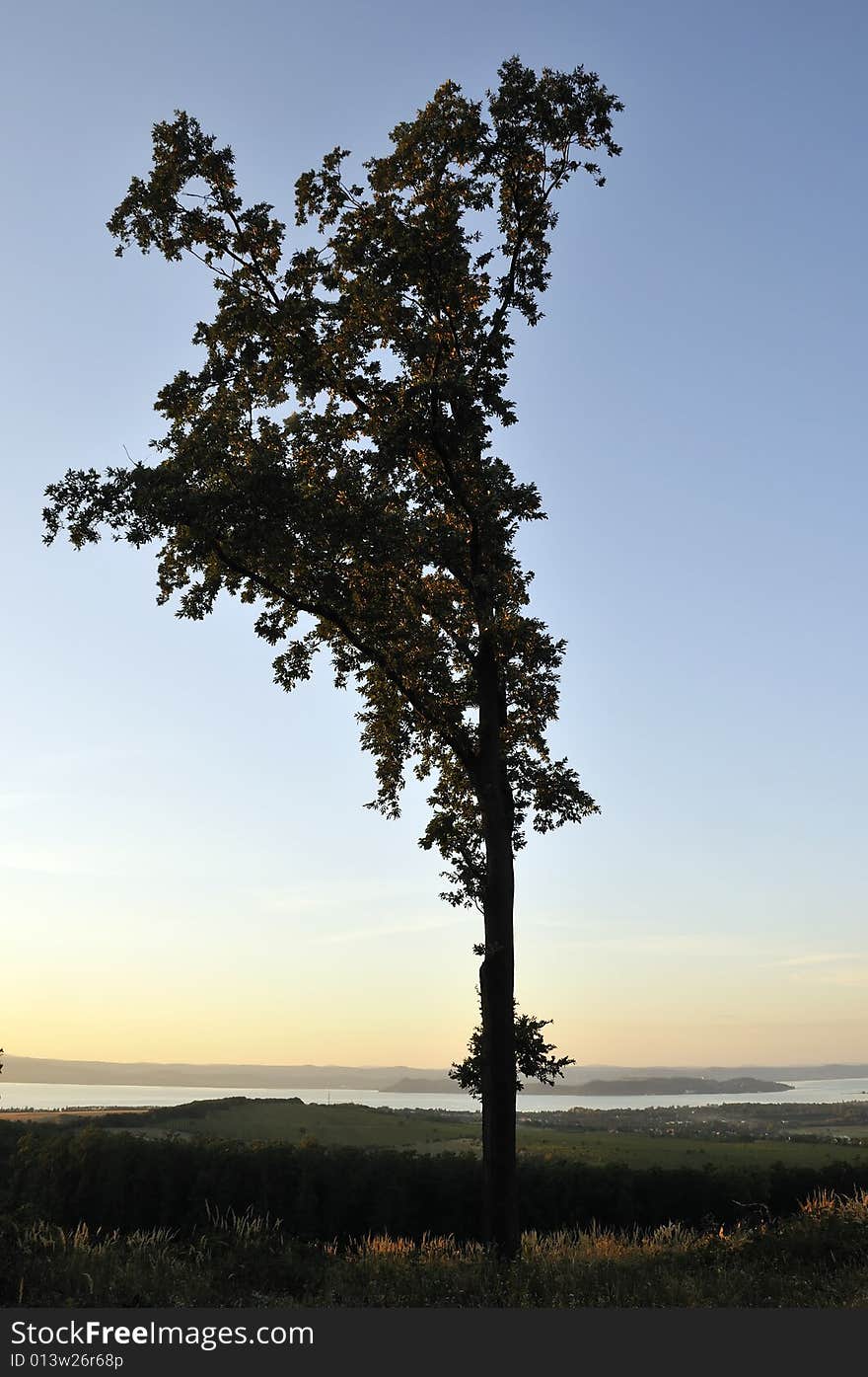 Large tree silhouette at dusk with a lake in the background