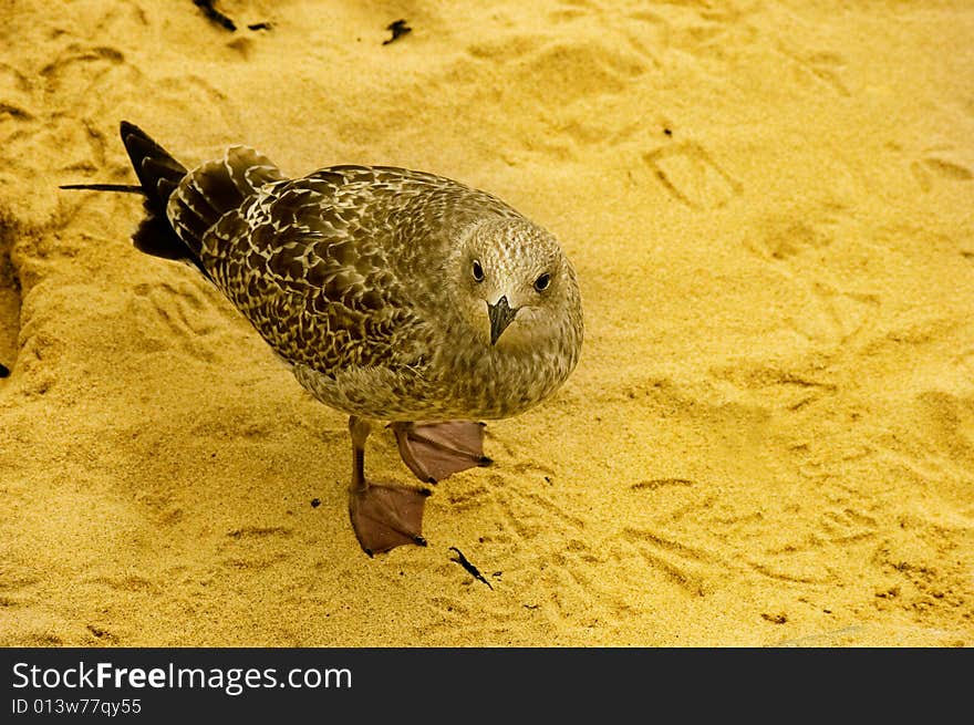 Baby seagull looking up on golden beach sand.