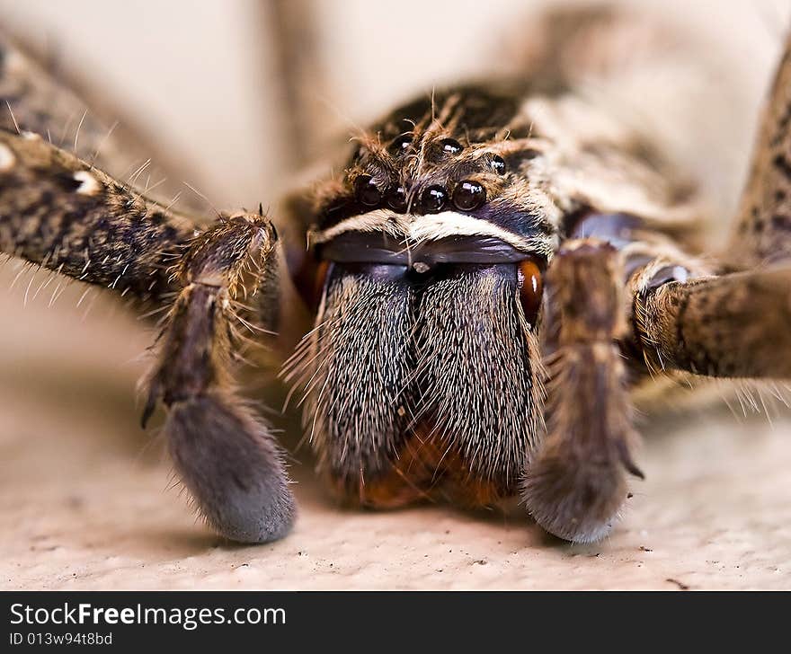 Macro rain spider