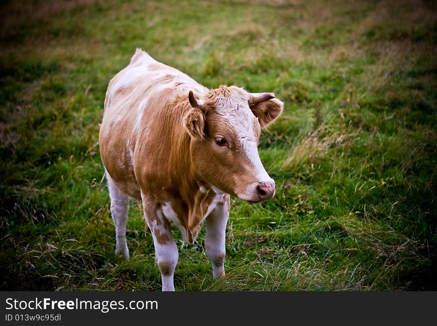 A young brown and white carf looking away from the camera. A young brown and white carf looking away from the camera