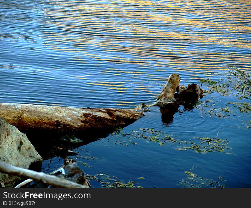 Free trunk in the river