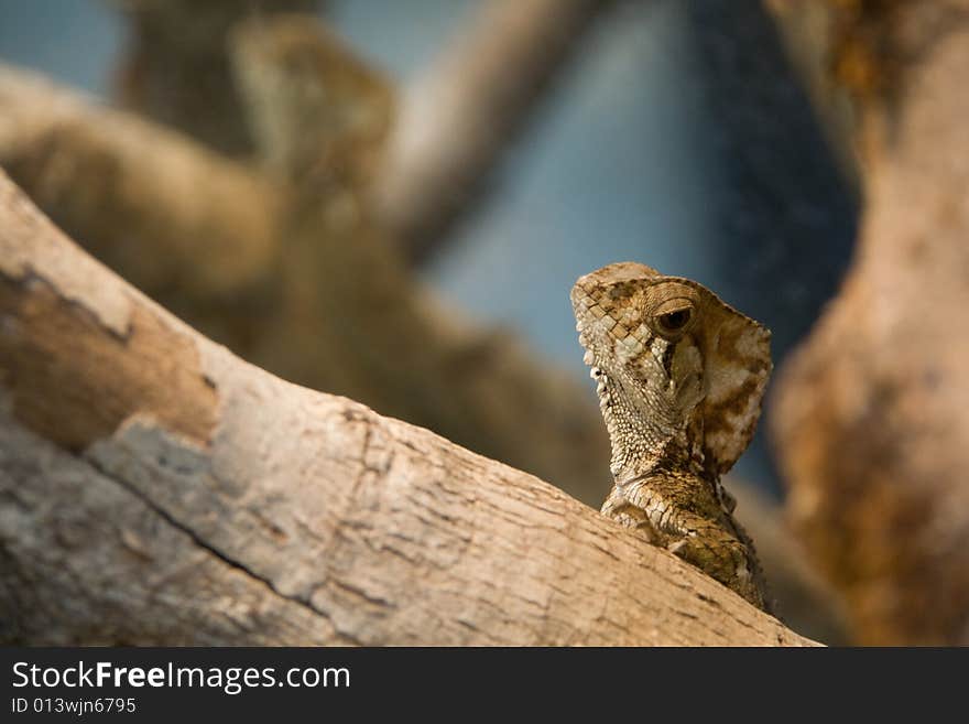 A brown lizard looking over a tree in the woods of costa rica. A brown lizard looking over a tree in the woods of costa rica