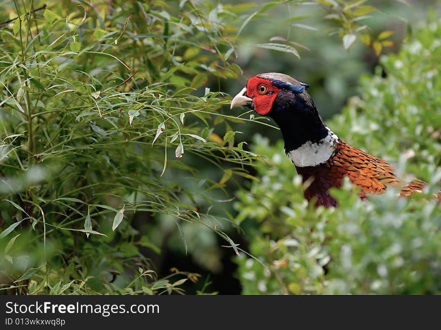 Pheasant