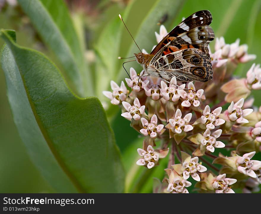 Painted Lady Butterfly