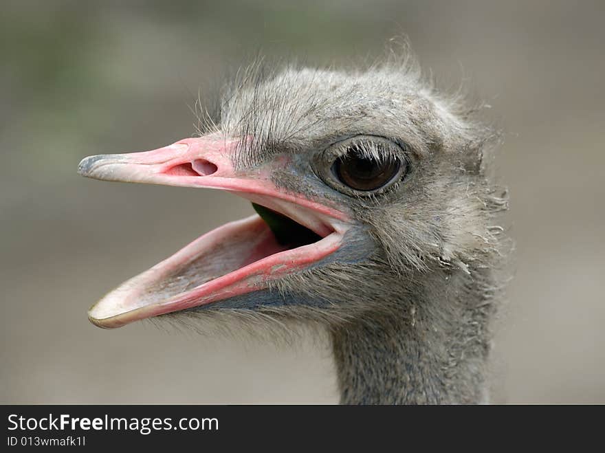 Ostrich portrait