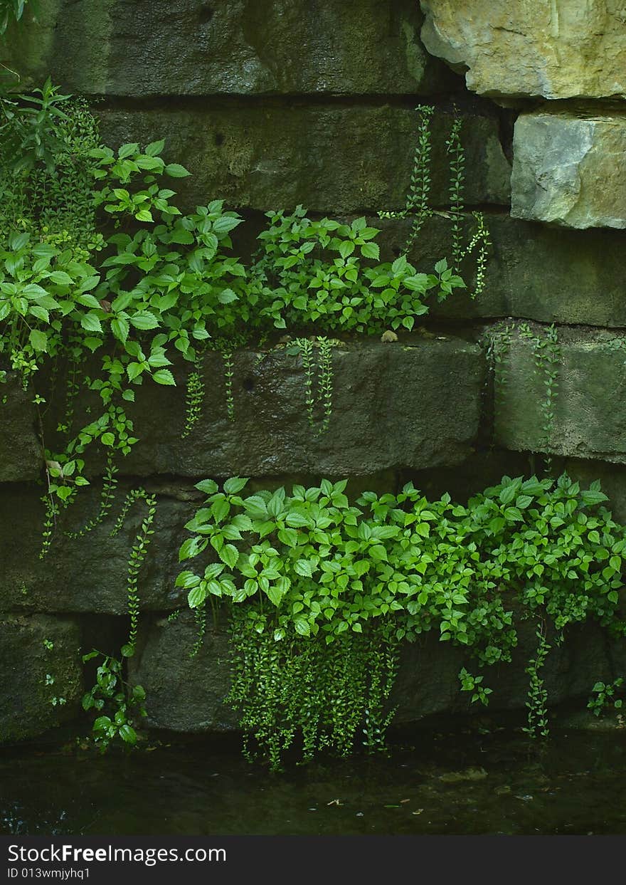 Vines and other greenery growing near waterfall. Vines and other greenery growing near waterfall