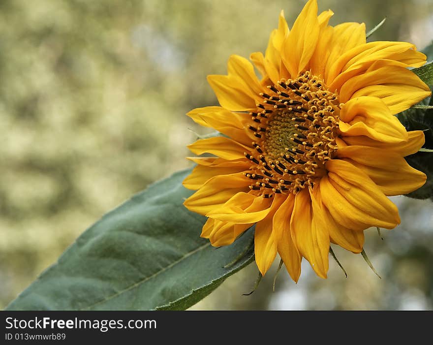 Beautiful sunflower in the sunlight. Closeup image. May be used as background