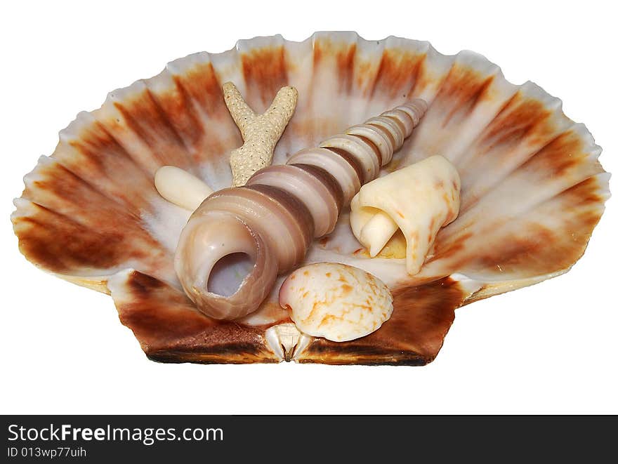 These cockleshells are found ashore the Indian ocean.