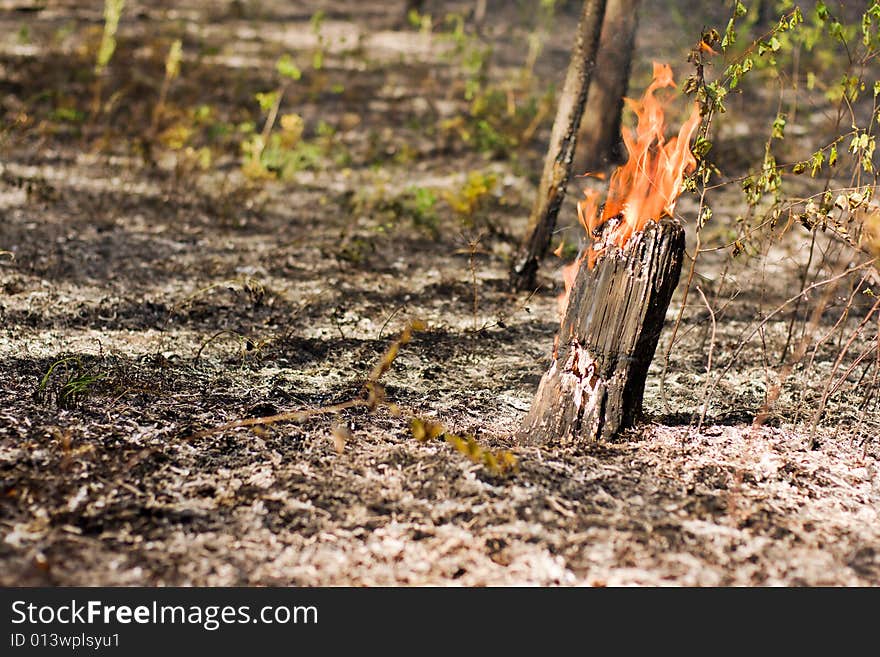 Fire in the pine tree forest. Fire in the pine tree forest