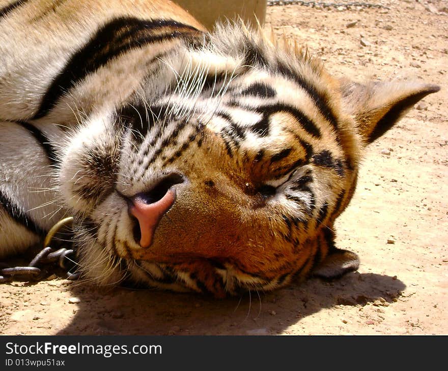 The head of a Tiger sleeping in the sun. The head of a Tiger sleeping in the sun